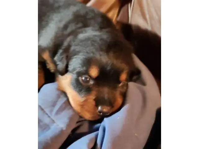 3 rottweiler puppies for sale