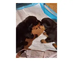 3 rottweiler puppies for sale - 2