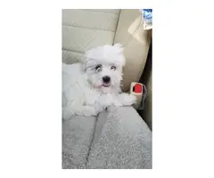 Pure bred maltese puppy ready to pickup - 2