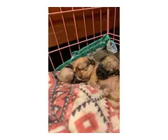 3 Chorkie puppies for sale - 3