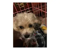 3 Chorkie puppies for sale - 4