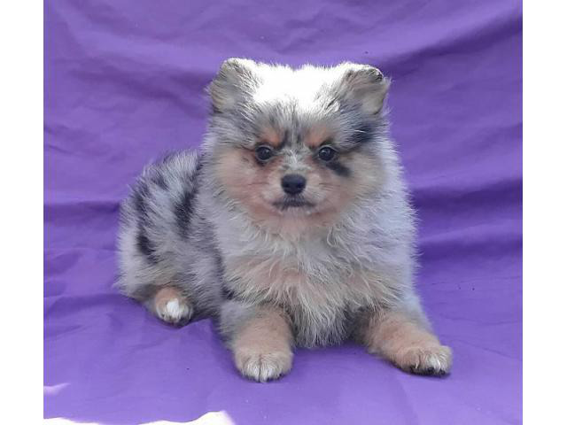 8 weeks old blue merle Pomeranian puppy in Jacksonville ...