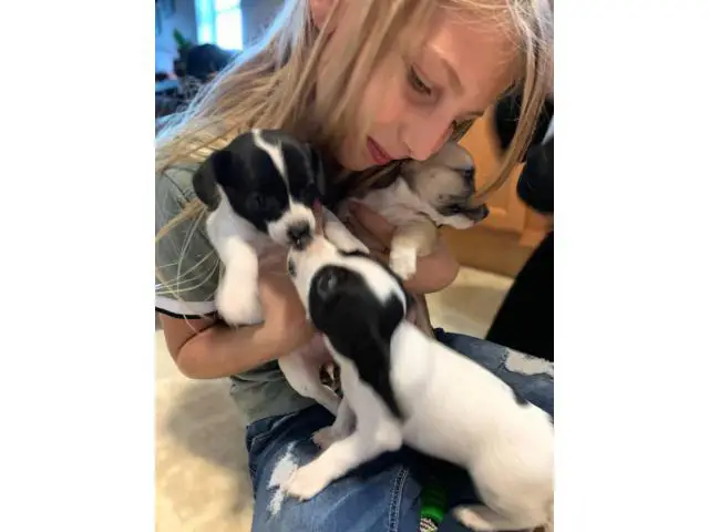 Three cheagle puppies available - 1/6