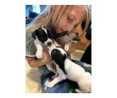 Three cheagle puppies available