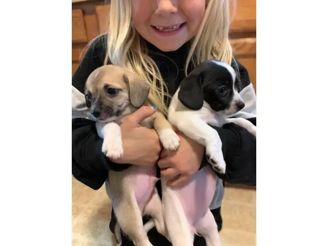 Three cheagle puppies available - 6/6