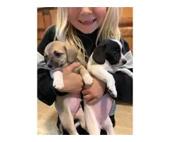Three cheagle puppies available - 6