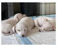 3 Cute Jack Chi Puppies