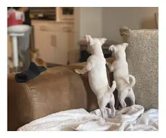 3 Cute Jack Chi Puppies - 2