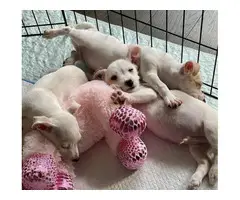 3 Cute Jack Chi Puppies - 3