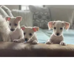 3 Cute Jack Chi Puppies - 4