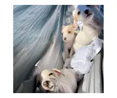 3 Cute Jack Chi Puppies - 5