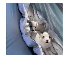 3 Cute Jack Chi Puppies - 6