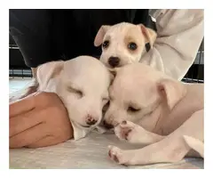 3 Cute Jack Chi Puppies - 7
