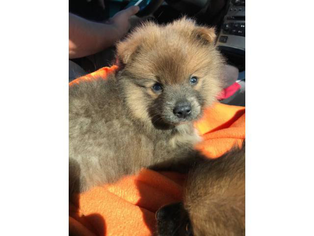 3 Purebred Pomeranian Puppies for Sale Jacksonville