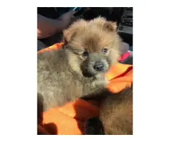 3 Purebred Pomeranian Puppies for Sale - 1