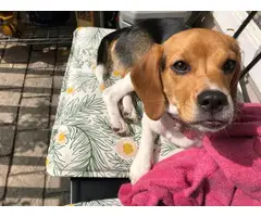 Female Beagle Puppy for rehoming