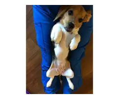 Female Beagle Puppy for rehoming - 3