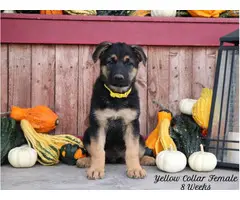 6 AKC German Shepherd puppies looking for a new home