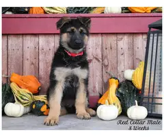 6 AKC German Shepherd puppies looking for a new home - 2