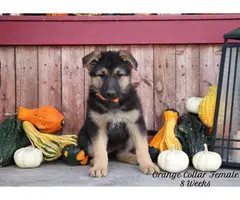 6 AKC German Shepherd puppies looking for a new home - 3