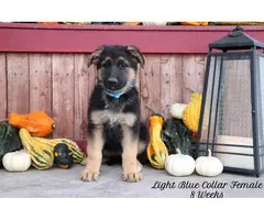 6 AKC German Shepherd puppies looking for a new home - 4