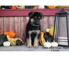 6 AKC German Shepherd puppies looking for a new home - 5