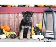 6 AKC German Shepherd puppies looking for a new home - 6