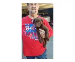 2 Chocolate Lab Puppies for Sale