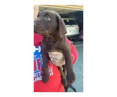 2 Chocolate Lab Puppies for Sale - 2