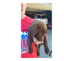 2 Chocolate Lab Puppies for Sale - 3
