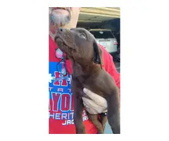 2 Chocolate Lab Puppies for Sale - 4