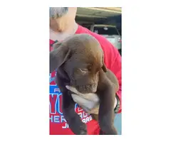 2 Chocolate Lab Puppies for Sale - 5