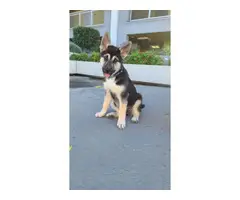 3 months old Shepsky puppy looking for the best family