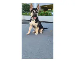 3 months old Shepsky puppy looking for the best family - 2