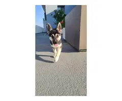3 months old Shepsky puppy looking for the best family - 3