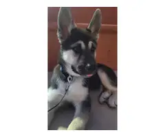 3 months old Shepsky puppy looking for the best family - 4
