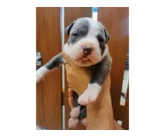 4 blue nose pitbull puppies