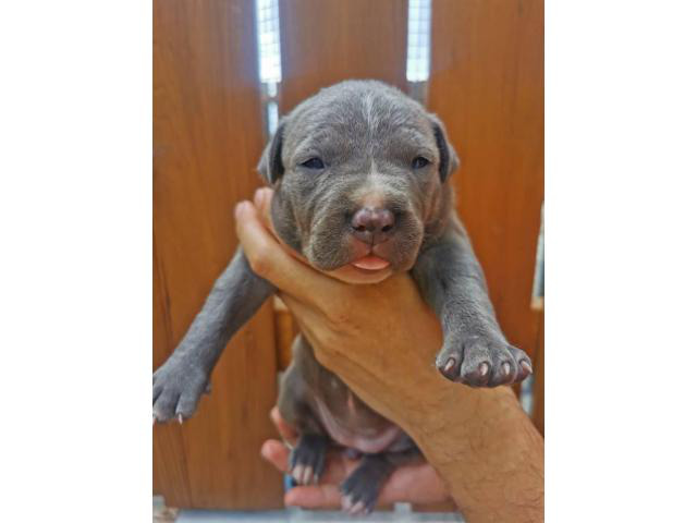 22+ Blue Nose Pitbull Puppies For Sale Near Me Craigslist Michigan PNG