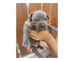 4 blue nose pitbull puppies