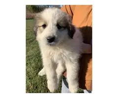3 boys 4 girls Great Pyrenees Puppies