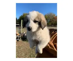 3 boys 4 girls Great Pyrenees Puppies