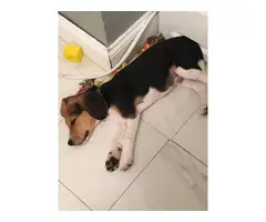 Beautiful and welcoming beagle Puppy for sale