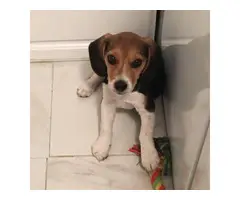 Beautiful and welcoming beagle Puppy for sale - 3