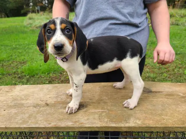 7 weeks old Coonhound puppies for sale - 1/9
