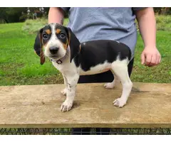 7 weeks old Coonhound puppies for sale