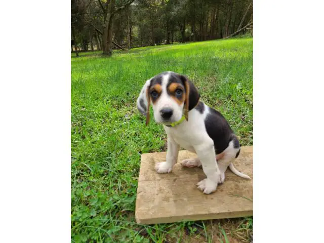 7 weeks old Coonhound puppies for sale - 3/9