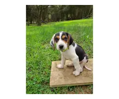 7 weeks old Coonhound puppies for sale - 3