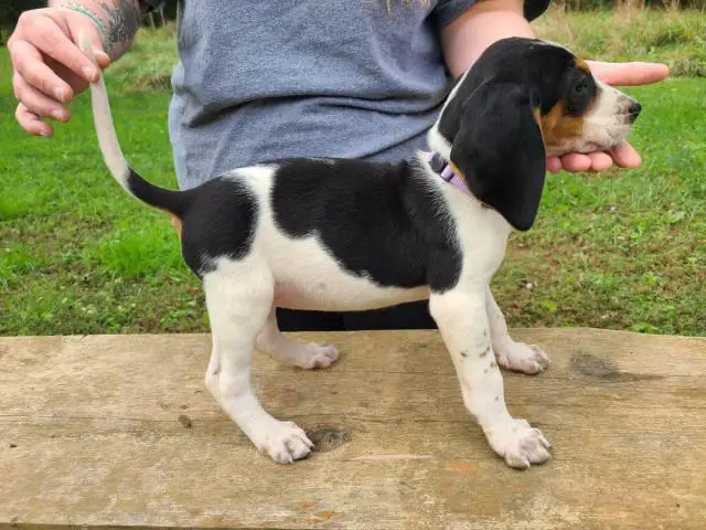 7 weeks old Coonhound puppies for sale - 4/9