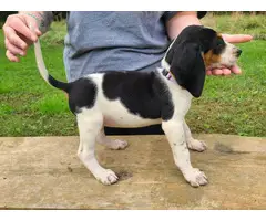 7 weeks old Coonhound puppies for sale - 4