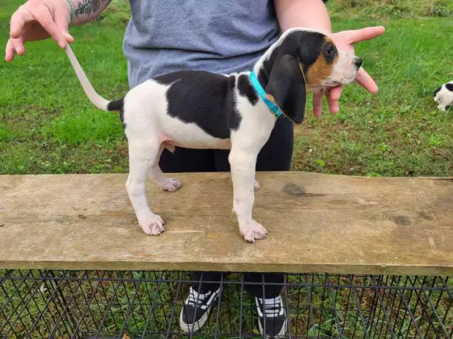 7 weeks old Coonhound puppies for sale - 6/9